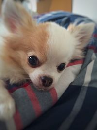 Close-up portrait of dog