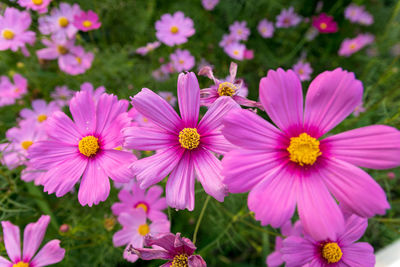 Close-up of pink flowering plants in field