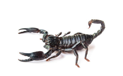 Close-up of insect on white background