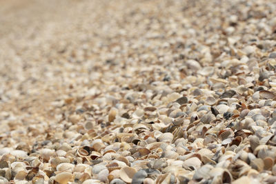 The sea shells seashells from tropical beach as background. selective focus