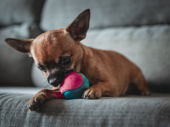 Portrait of a brown chihuahua playing with its ball. selective focus on the ball.