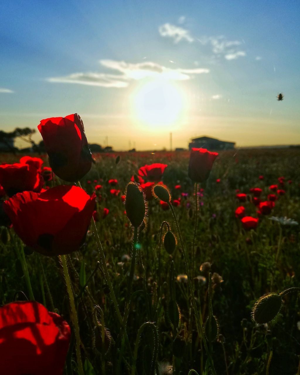 CLOSE-UP OF RED POPPIES IN FIELD