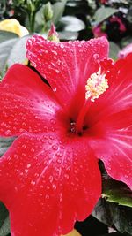 Close-up of red flower