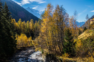 Trees in forest against sky during autumn