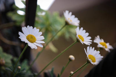 Close-up of white daisy flowers