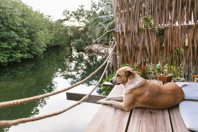 View of dog relaxing on tree by lake