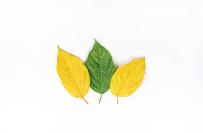 Close-up of yellow leaves against white background