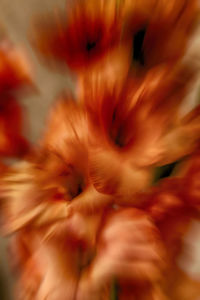 Macro shot of flower