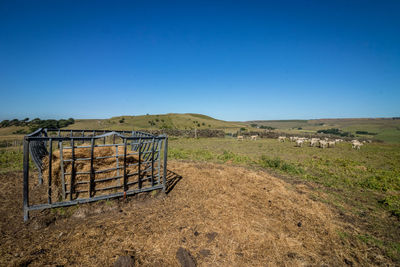 Scenic view of field against clear blue sky