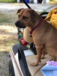 Close-up of dog looking away