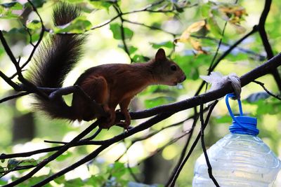 Close-up of squirrel on tree