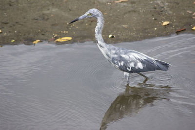 High angle view of gray heron on lake