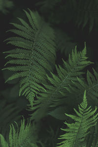 Close-up of ferns from above, moody, forest