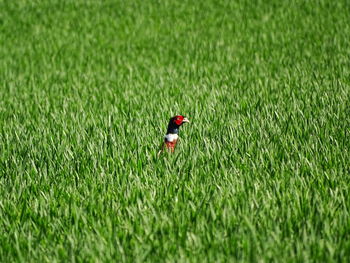 Bird on a field