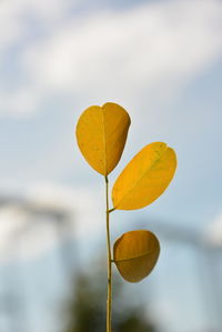 Close-up of yellow leaf against sky