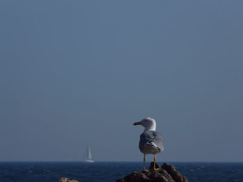 Seagull perching on a sea against clear sky