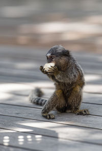 Close-up of squirrel