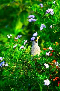 Bird perching on flowers