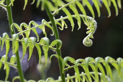 Close-up of fern plant