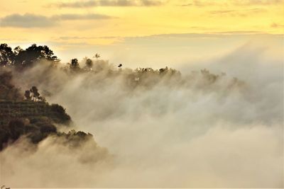 Panoramic view of trees against sky during sunset