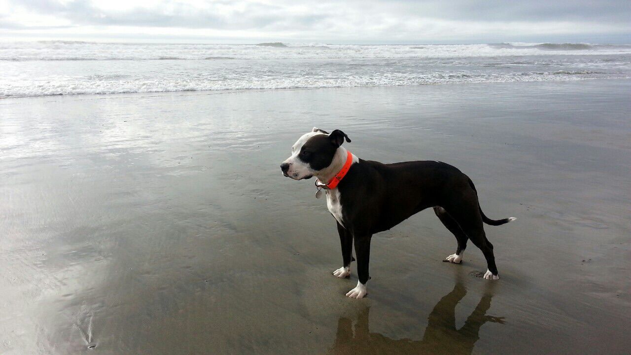 DOG STANDING IN WATER