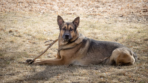 Portrait of a dog