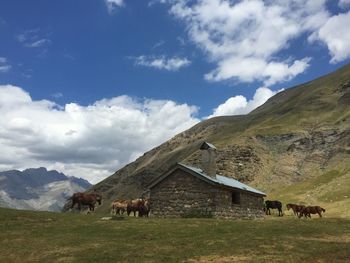 Horses by house on field against mountain and sky