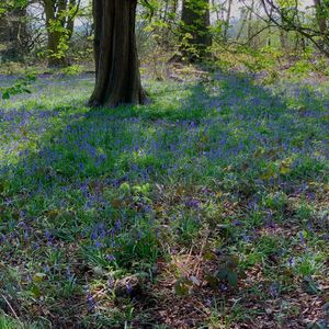 Trees growing in forest
