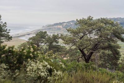 Scenic view of tree by sea against sky