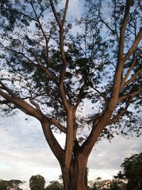 Low angle view of bare tree against sky