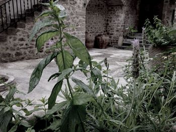 Plants growing in backyard