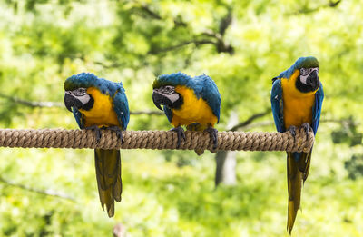 Close-up of two birds perching on branch