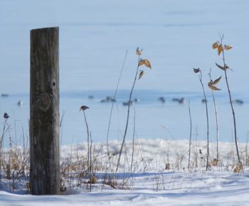 View of birds on snow covered land