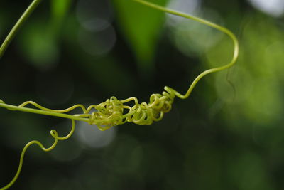 Close-up of green plant