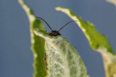 Close-up of insect on leaf