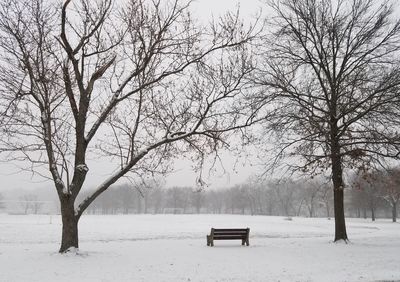 Trees on snow covered field during winter