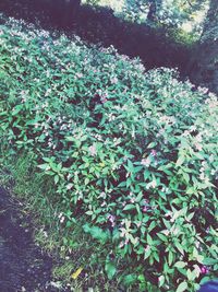 Close-up of plants growing outdoors