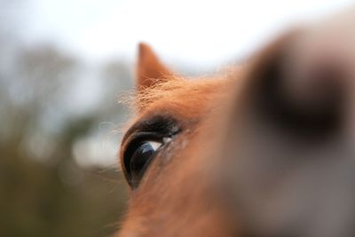 Close-up of dog