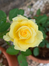 Close-up of yellow rose