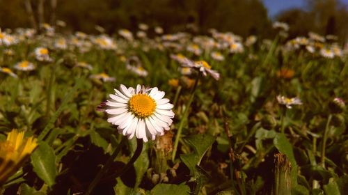 Close-up of white daisy blooming in field