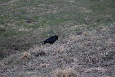 Bird perching on field