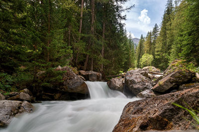 Scenic view of waterfall in forest