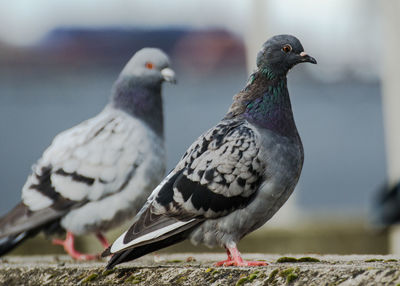 Close-up of pigeons