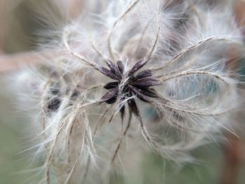 Close-up of wilted dandelion