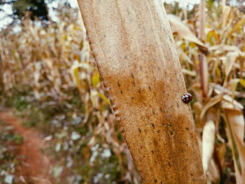 Close-up of insect on tree trunk
