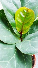 High angle view of insect on leaf