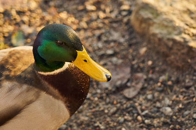 Close-up of a bird