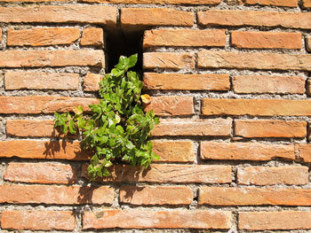 Close-up of brick wall