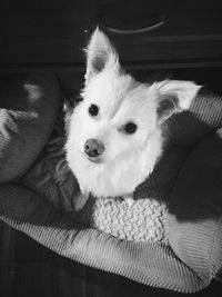 Close-up portrait of a dog