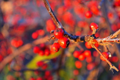 Close-up of red berries growing on tree